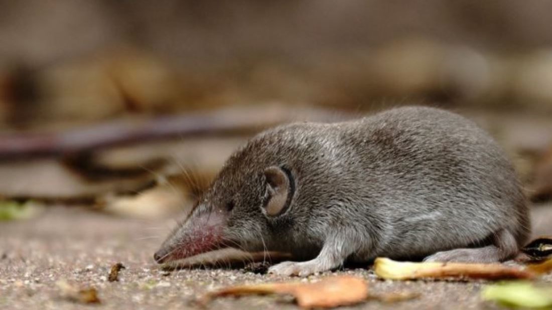 Αυτό είναι το μοναδικό ζώο που τρώει πικάντικες και καυτερές τροφές – ΦΩΤΟ