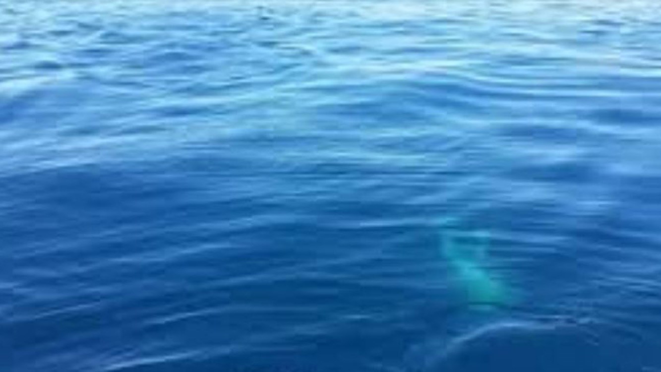 Ο πιο αποτελεσματικός τρόπος ψαρέματος – ΒΙΝΤΕΟ