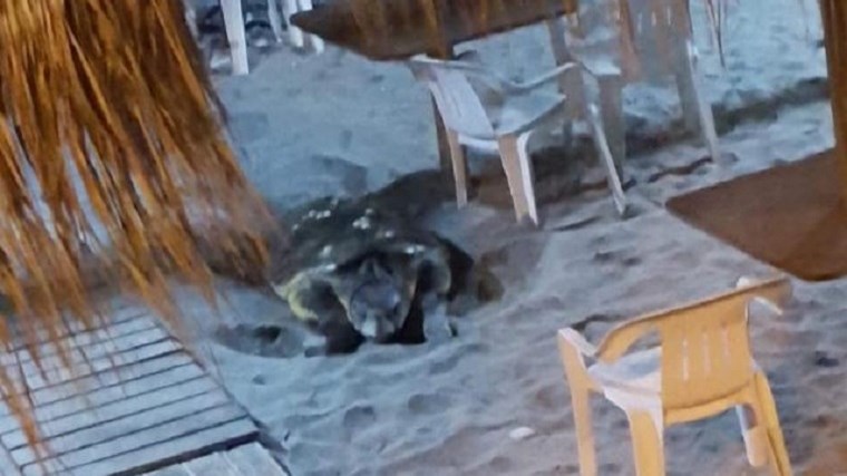 Θαλάσσια χελώνα γέννησε τα αυγά της σε…beach bar – ΒΙΝΤΕΟ
