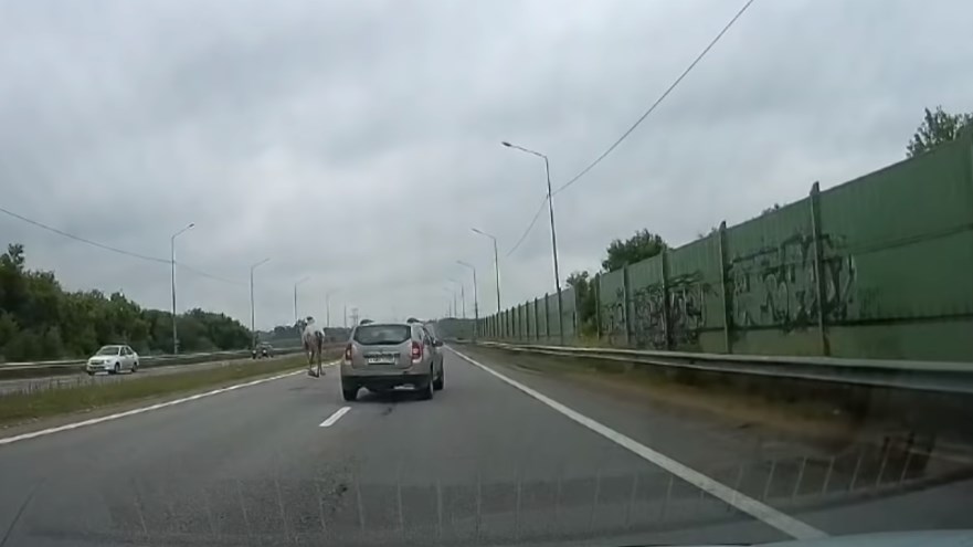 Κυκλοφοριακό χάος λόγω… καμήλας – ΒΙΝΤΕΟ