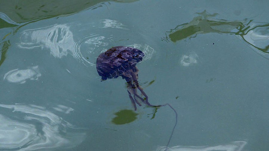 Δείτε τον χάρτη με τις καταγραφές μεδουσών σε ολόκληρη την Ελλάδα