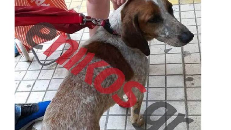 Αυτό είναι το σκυλάκι που βρήκε καταφύγιο σε βράχο για να σωθεί από τη φωτιά – Η φωτογραφία του έγινε viral