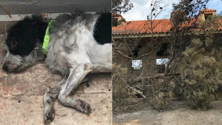 Αυτός είναι ο “Χάτσικο” στο Μάτι – Παρά την πυρκαγιά δεν εγκατέλειψε τον νεκρό ιδιοκτήτη του – ΦΩΤΟ