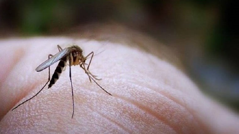 Δύο νέα κρούσματα του ιού του Δυτικού Νείλου στην Κεντρική Μακεδονία