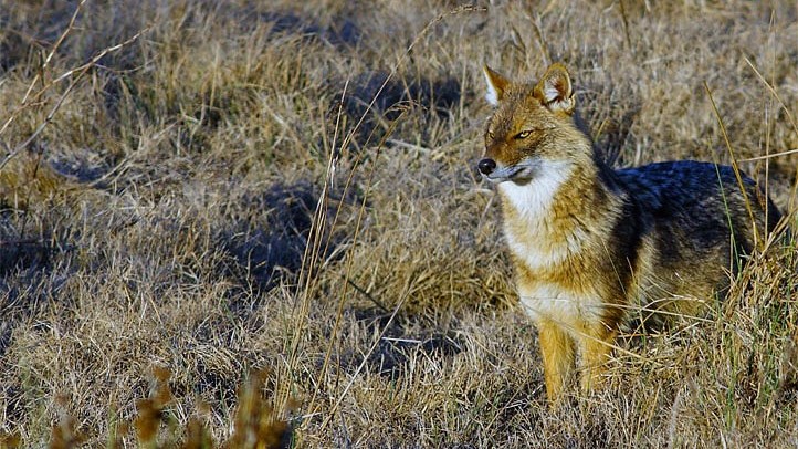 Σοκ στη Μάνη – Τσακάλια κατασπάραξαν ηλικιωμένη