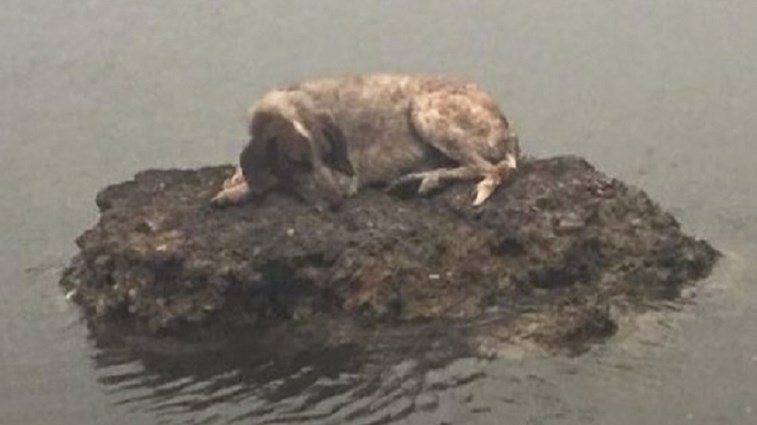 Η ιδιοκτήτρια του σκύλου που έγινε “σύμβολο” στη φονική πυρκαγιά μιλά στο enikos.gr: Πώς βίωσα τον πύρινο εφιάλτη