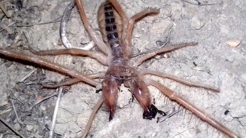 Συναγερμός στα Τρίκαλα από την εμφάνιση της αράχνης-σκορπιού