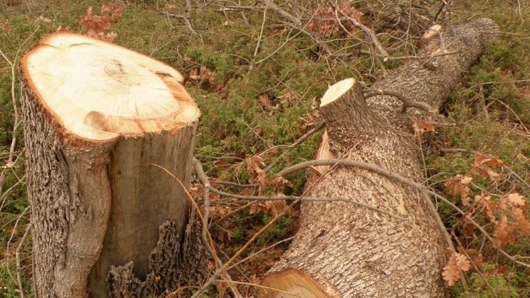 Νεκρός εντοπίστηκε υλοτόμος σε δασική περιοχή της Πέλλας