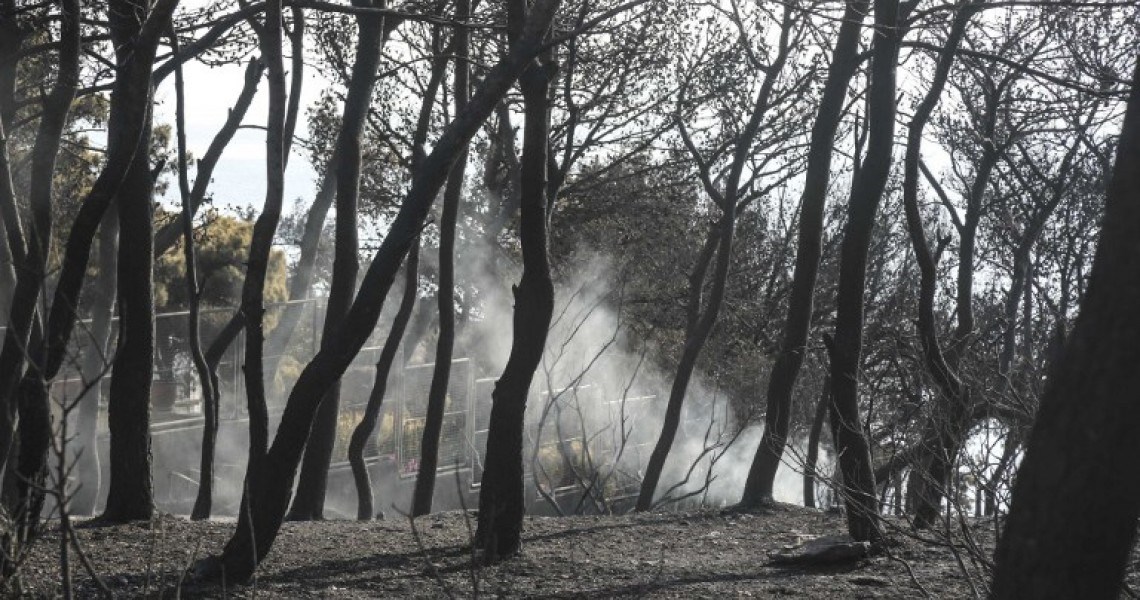 Ξεκίνησε η υλοτόμηση και απομάκρυνση των καμένων δένδρων στην απαλλοτριωμένη ζώνη της Μαραθώνος