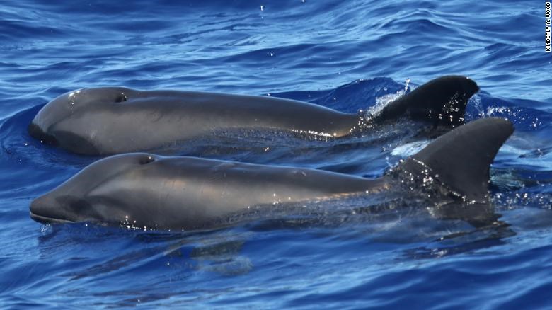 Σπάνιο υβρίδιο δελφινιού-φάλαινας εντοπίστηκε στη Χαβάη