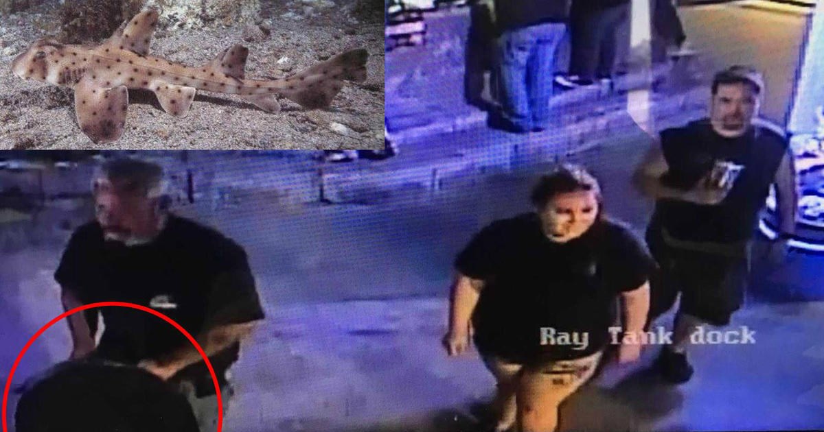 Έκλεψαν καρχαρία από ενυδρείο – Τον φυγάδευσαν σε καροτσάκι μωρού – ΒΙΝΤΕΟ