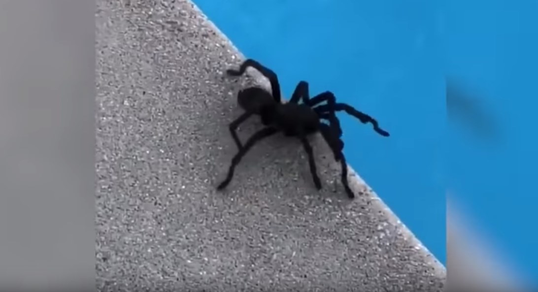 Διάσημη ηθοποιός βρήκε αυτή την αράχνη στην πισίνα της – Δείτε την αντίδρασή της – ΒΙΝΤΕΟ