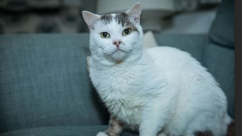 Έσωσε την ιδιοκτήτριά του και ανακηρύχθηκε Γάτος της Χρονιάς μετά τον θάνατο του