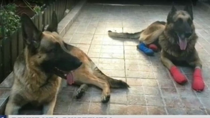 Βρήκαν μία αγκαλιά τα αδέσποτα της φονικής πυρκαγιάς στην ανατολική Αττική – ΒΙΝΤΕΟ