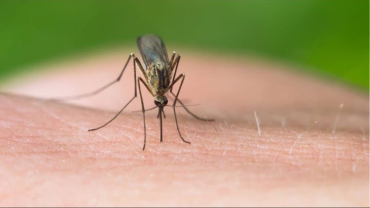 Είστε “μαγνήτης” κουνουπιών; Δείτε γιατί σας επιλέγουν οι καλοκαιρινοί “καμικάζι”