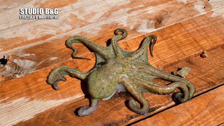 Χταπόδι στο Ναύπλιο κάνει βόλτα σε προβλήτα – ΒΙΝΤΕΟ – ΦΩΤΟ