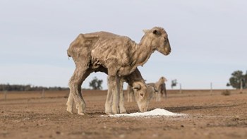 Σε “χώρα ξηρασίας” έχει μετατραπεί η Αυστραλία – Σοβαρά προβλήματα στη γεωργία και την κτηνοτροφία