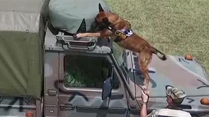 Εντυπωσιακό ΒΙΝΤΕΟ: Έτσι εκπαιδεύονται οι στρατιωτικοί σκύλοι