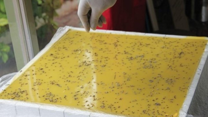 Σαπούνι για ρεκόρ Γκίνες ετοιμάζουν οι Κρητικοί