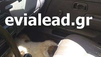 Άφησε τον σκύλο του κλειδωμένο μέσα στο αυτοκίνητο- Τον έσωσε η αστυνομία – ΒΙΝΤΕΟ