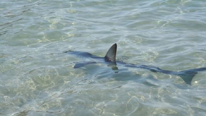 Πανικός στην Κρήτη – Είδαν τον καρχαρία δίπλα τους – ΦΩΤΟ