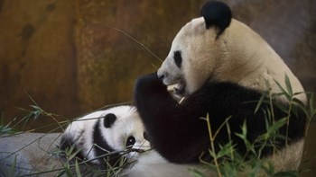 Σημαντική πρόοδο σημειώνει η Κίνα στη διάσωση των γιγάντιων πάντα