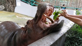 Έσβησε ήσυχα στον ύπνο της η Τάμι, ο γηραιότερος ιπποπόταμος σε αιχμαλωσία