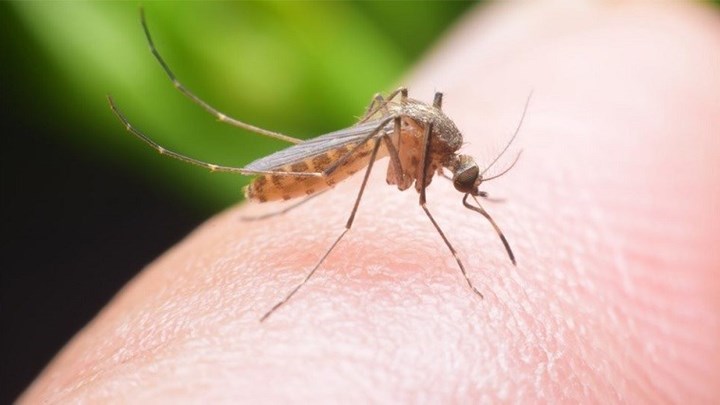 «Θερίζει» ο ιός του Δυτικού Νείλου: Ακόμη δύο θύματα – Οι επικίνδυνες περιοχές