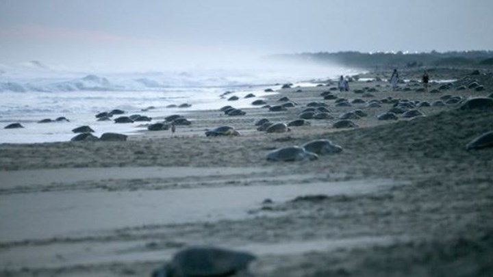 Νεκρές 122 θαλάσσιες χελώνες σε ακτές στο Μεξικό