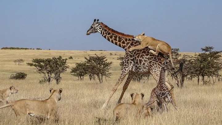 Συγκλονιστικές εικόνες: Μαμά καμηλοπάρδαλη υπερασπίζεται το μωρό της από αγέλη λιονταριών – ΦΩΤΟ