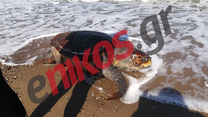 Ο παράξενος επισκέπτης της παραλίας στο Αλεποχώρι: Περίπατο στην ακτή έκανε μία θαλάσσια χελώνα – ΦΩΤΟ αναγνώστη
