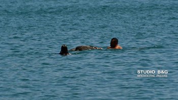 Νεκρή θαλάσσια χελώνα εντόπισαν οι λουόμενοι στο Ναύπλιο – ΦΩΤΟ