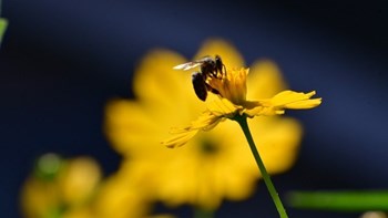 Τέλος στην εξάρτηση από τα πλαστικά υπόσχονται Αυστραλοί ερευνητές αξιοποιώντας τις… μέλισσες