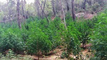 Εντοπίστηκε φυτεία με περισσότερα από 1.200 χασισόδεντρα στη Βοιωτία – ΦΩΤΟ