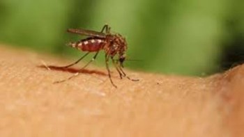 Με ψεκασμούς προσπαθούν να καταπολεμήσουν τα κουνούπια στην Κεντρική Μακεδονία