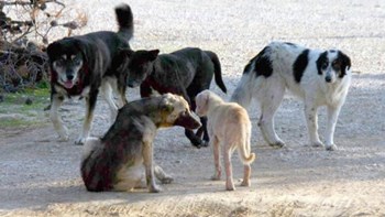 Πανικός στη Λάρισα: Σκύλος επιτέθηκε σε 8χρονο κοριτσάκι