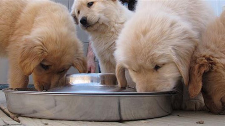 Πρόστιμο – “μαμούθ” στον άνδρα που πέταξε τέσσερα κουτάβια στα σκουπίδια στις Σέρρες – ΦΩΤΟ