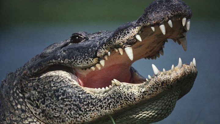 Τρόμος στην Νότια Καρολίνα – Αλιγάτορας επιτέθηκε και σκότωσε 45χρονη που είχε βγάλει βόλτα τον σκύλο της