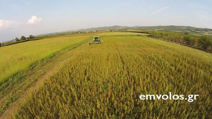 Η πρώτη συγκομιδή από την καλλιέργεια βιομηχανικής κάνναβης στην Ημαθία – ΦΩΤΟ -ΒΙΝΤΕΟ