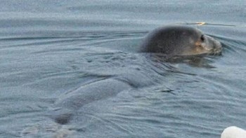 Μια φώκια βγήκε… τσάρκα στο λιμάνι του Ηρακλείου – ΒΙΝΤΕΟ