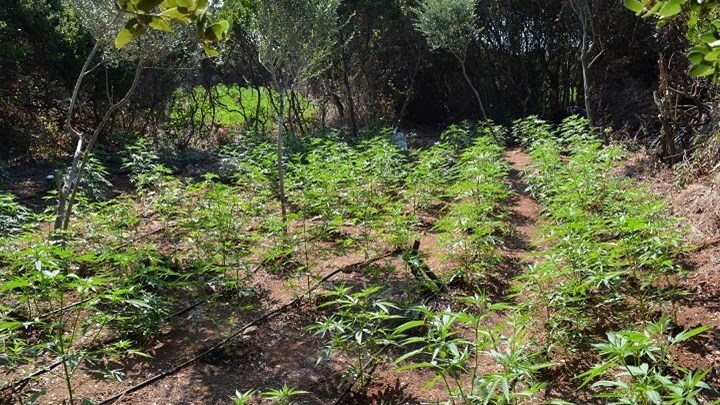 Κατασχέθηκαν περισσότερα από 2.000 δενδρύλλια κάνναβης στη Μεσσηνία – ΦΩΤΟ