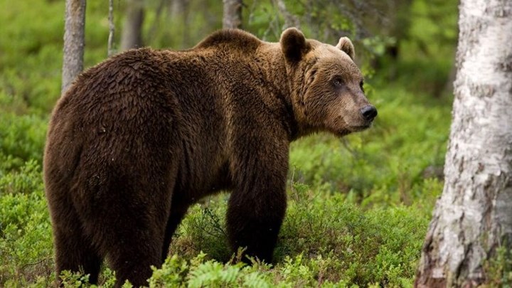Αρκούδες “έκοβαν” βόλτες σε χωριά των Τρικάλων