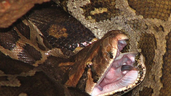 Ερευνητές ανακάλυψαν ένα σούπερ φίδι υβρίδιο – ΒΙΝΤΕΟ