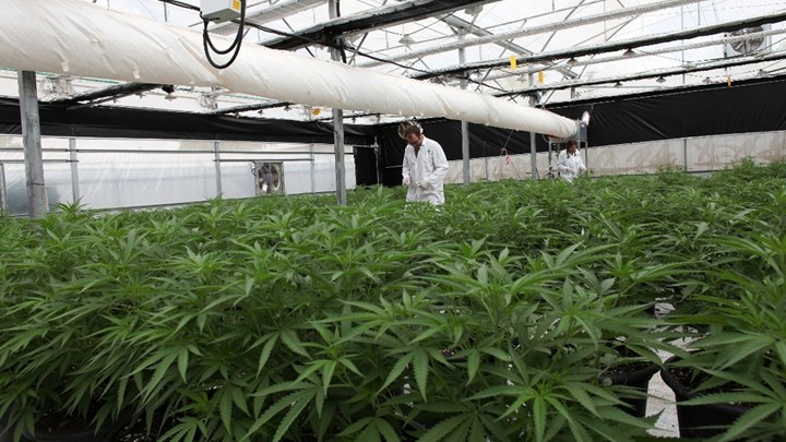 Επενδύσεις 225 εκατ. ευρώ στην Βόρεια Ελλάδα για μεταποίηση κλωστικής και φαρμακευτικής κάνναβης