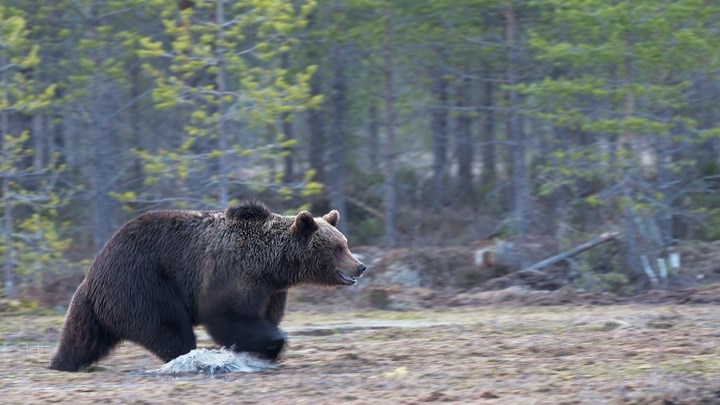 Αρκούδα επιτέθηκε σε 10χρονο αγόρι – Η κίνηση που του έσωσε τη ζωή