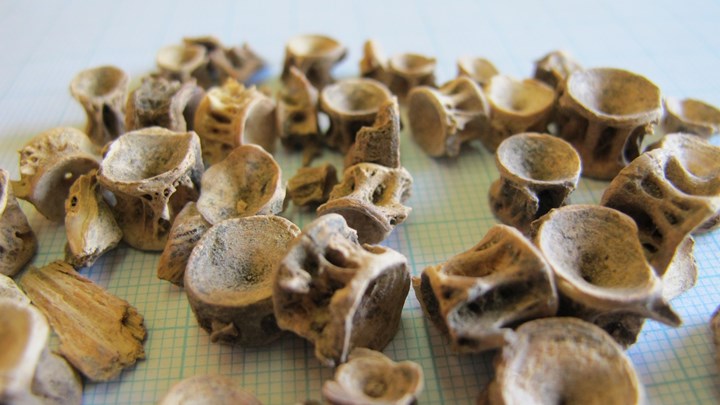 Καλοφαγάδες οι αρχαίοι Έλληνες με προτίμηση στα μπαρμπούνια, τα χέλια και τους τόνους- ΦΩΤΟ