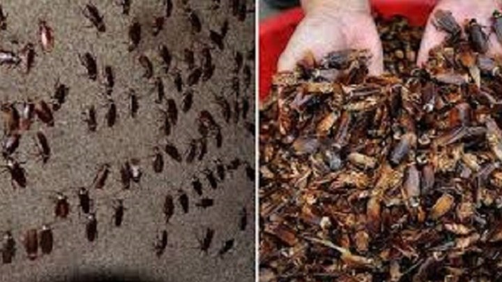 Οι κατσαρίδες στην υπηρεσία της νοικοκυράς