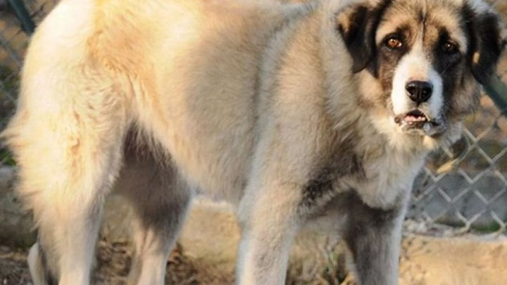 Πέθανε ο γηραιότερος ελληνικός ποιμενικός του “Αρκτούρου”