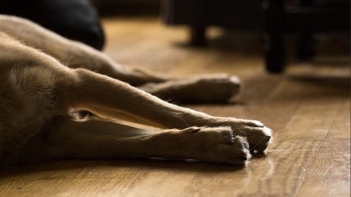 Οι «μαγκιές» πληρώνονται: Πρόστιμο 30.000 ευρώ σε 62χρονο στην Κέρκυρα που έριξε πετρέλαιο σε σκύλο