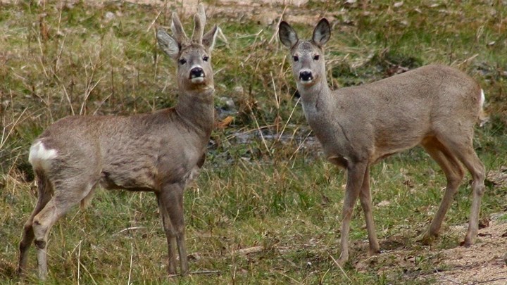 Ζαρκάδια, αγριογούρουνα και αγριόγατες… στην Πανεπιστημιούπολη Κομοτηνής